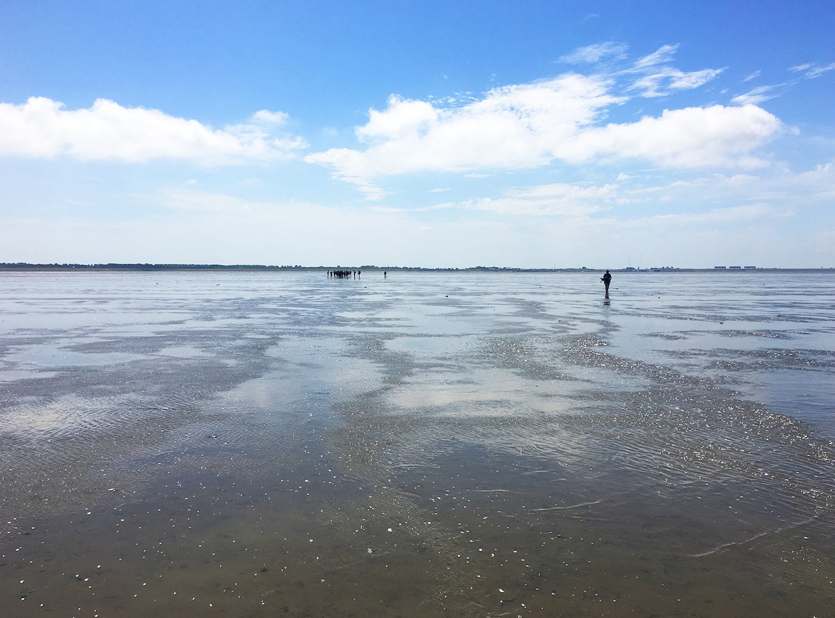 Een wandeling over de zeebodem van de Waddenzee