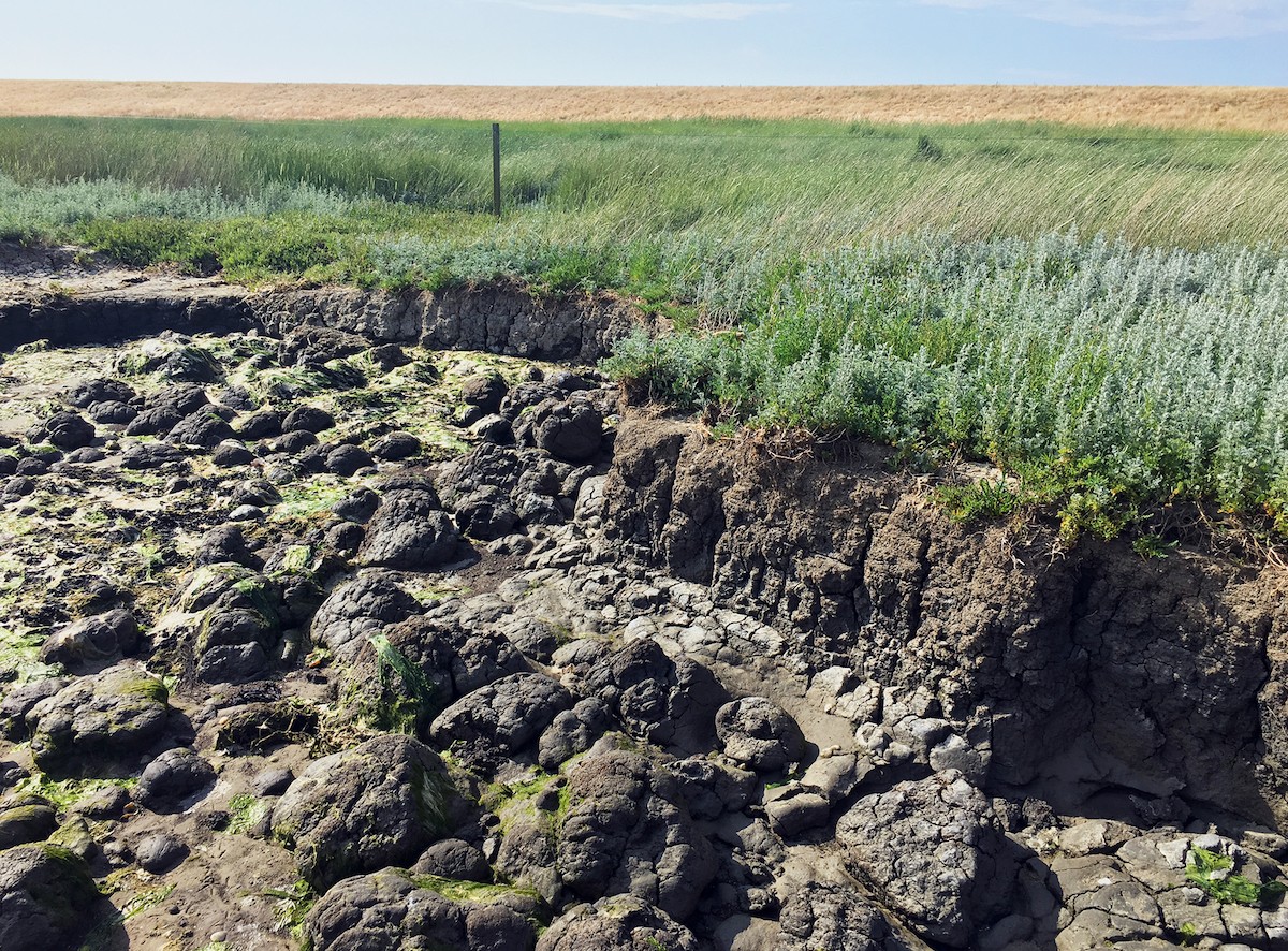 De kustlijn van Schiermonnikoog
