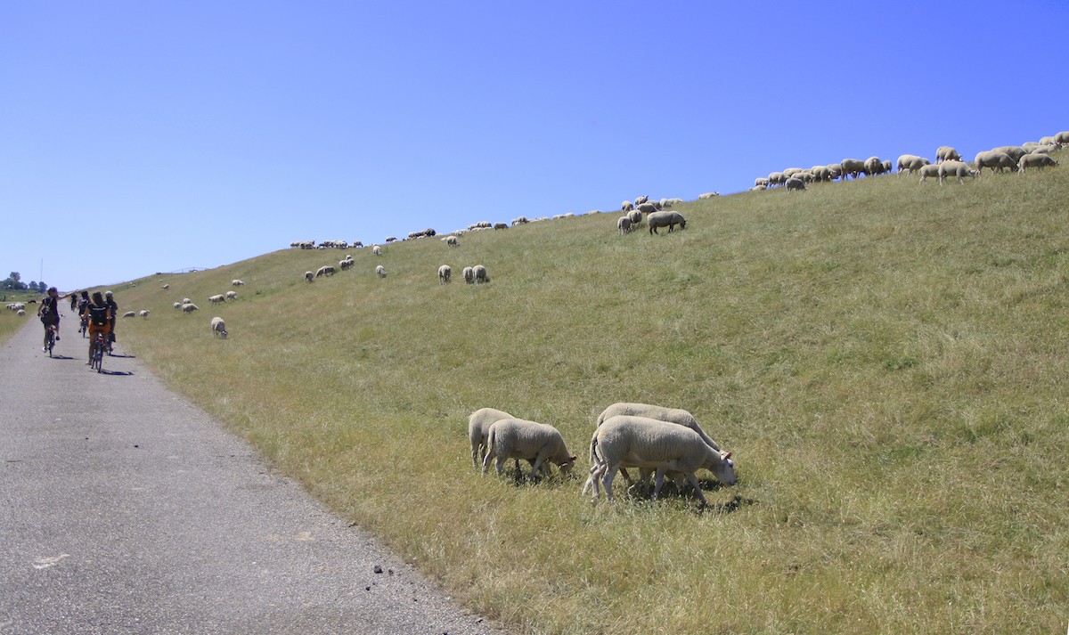 Schapen op de dijk