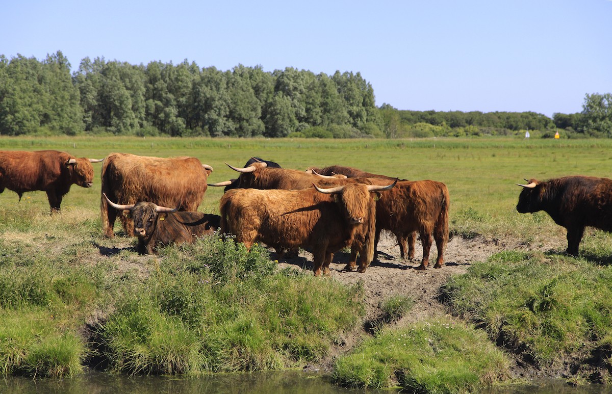 Schotse hooglanders houden het gras kort