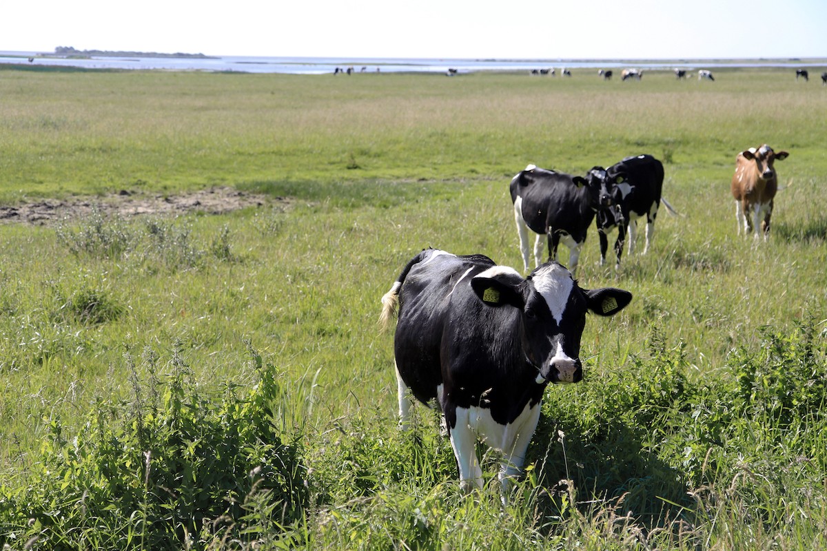 De Lakenvelders komen kijken wat we hier doen