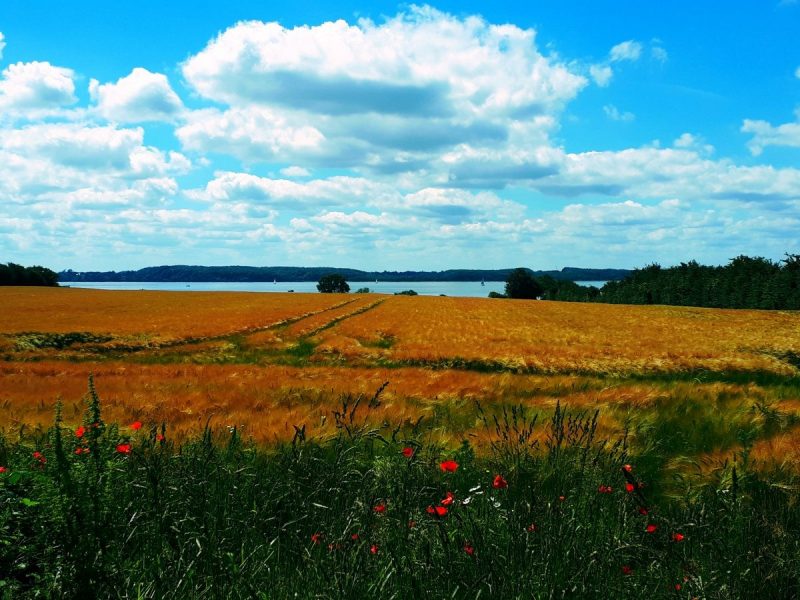 Graanvelden