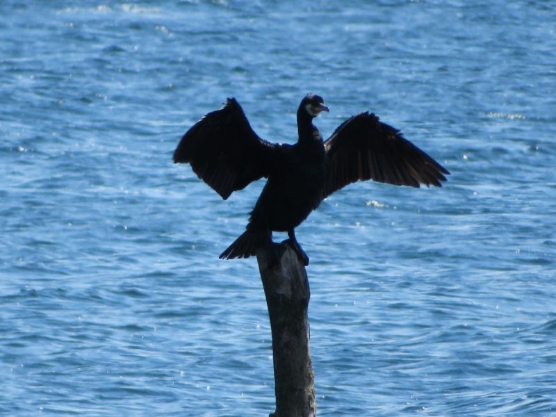 Wildlife