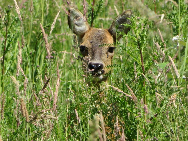 Bambi