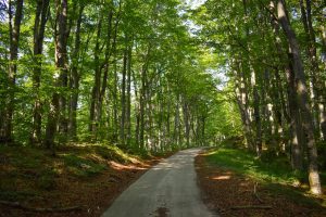 E-mountainbiken door prachtige bossen Kroatië