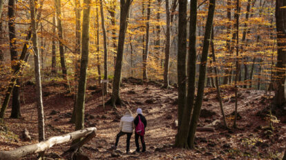 Het eeuwenoude beukenbos La Fageda den Jorda