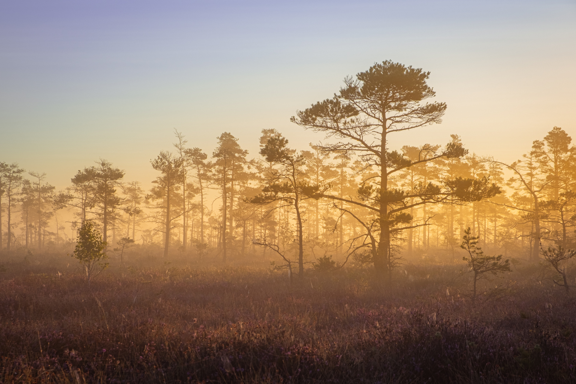Dumme mosse natuurreservaat