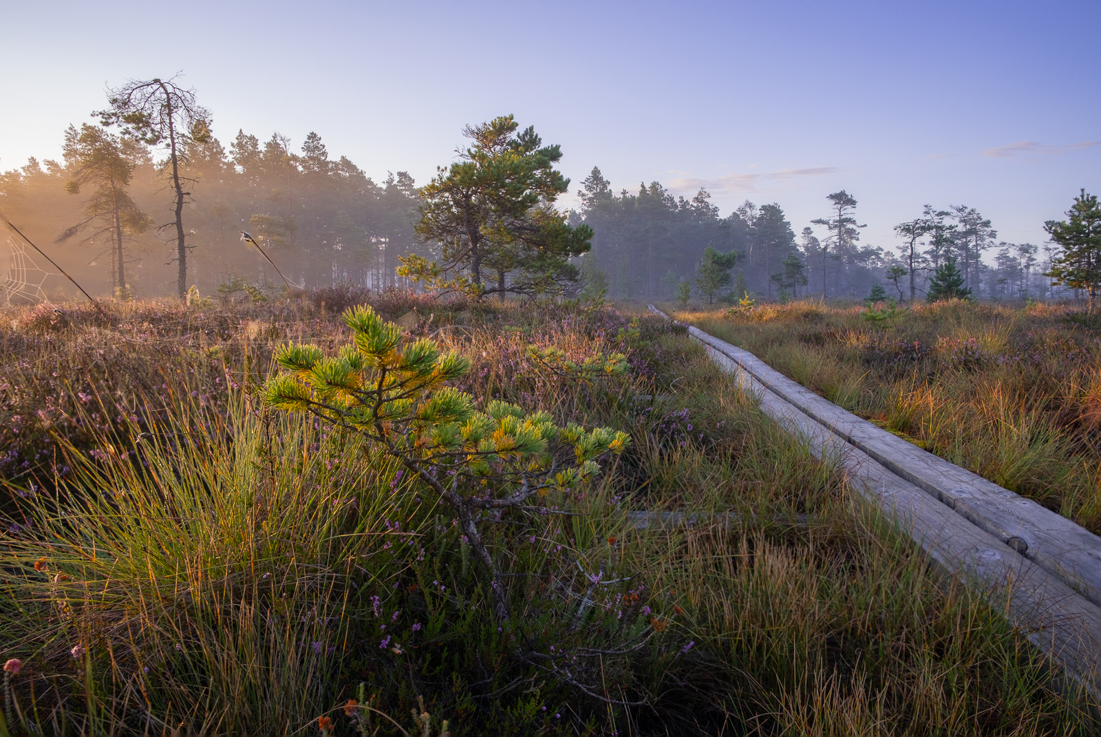 Dumme mosse natuurreservaat