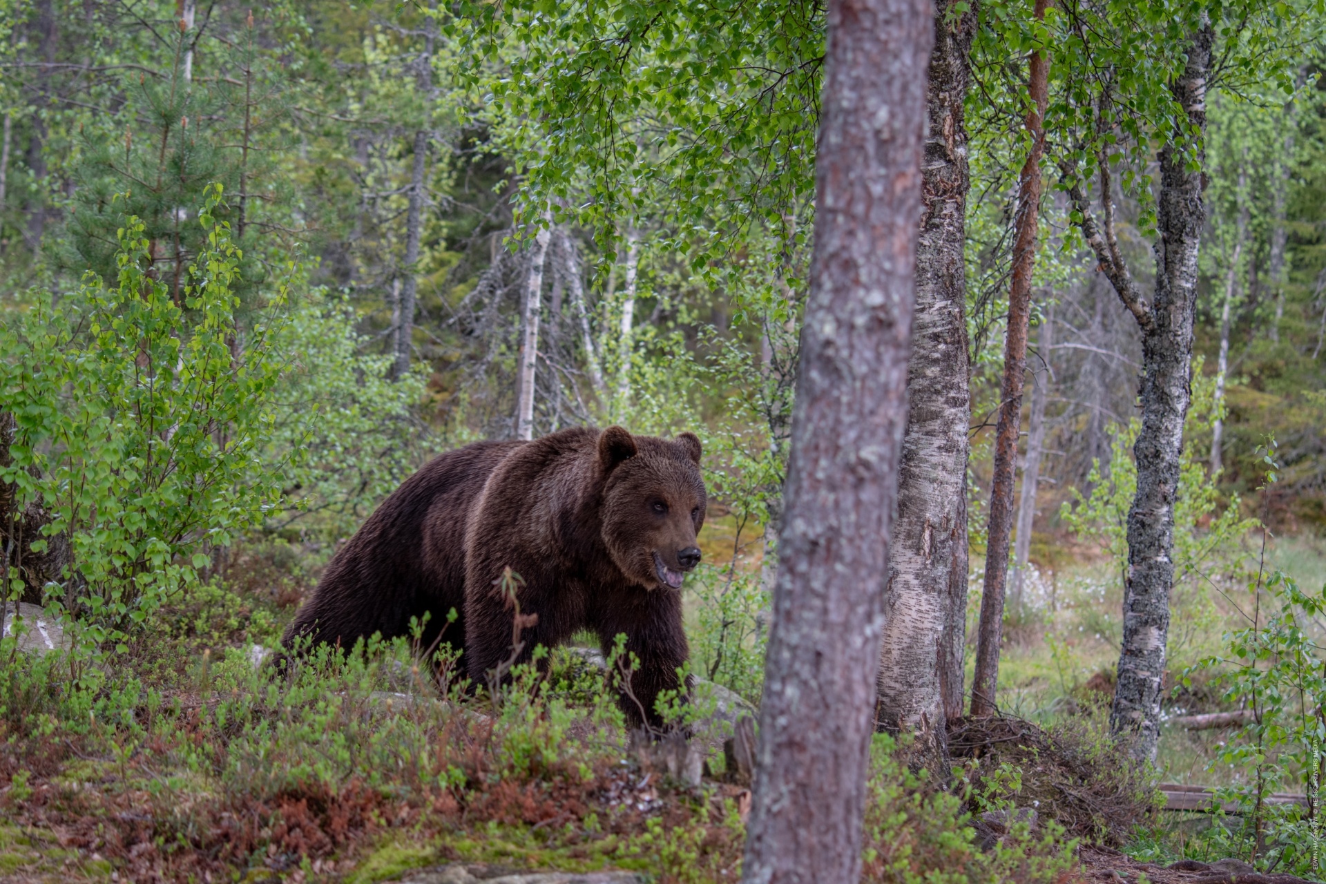 Beren-safari en hiken in de Finse regio Suomussalmi