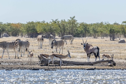 Deze 7 highlights in Namibië mag je echt niet missen