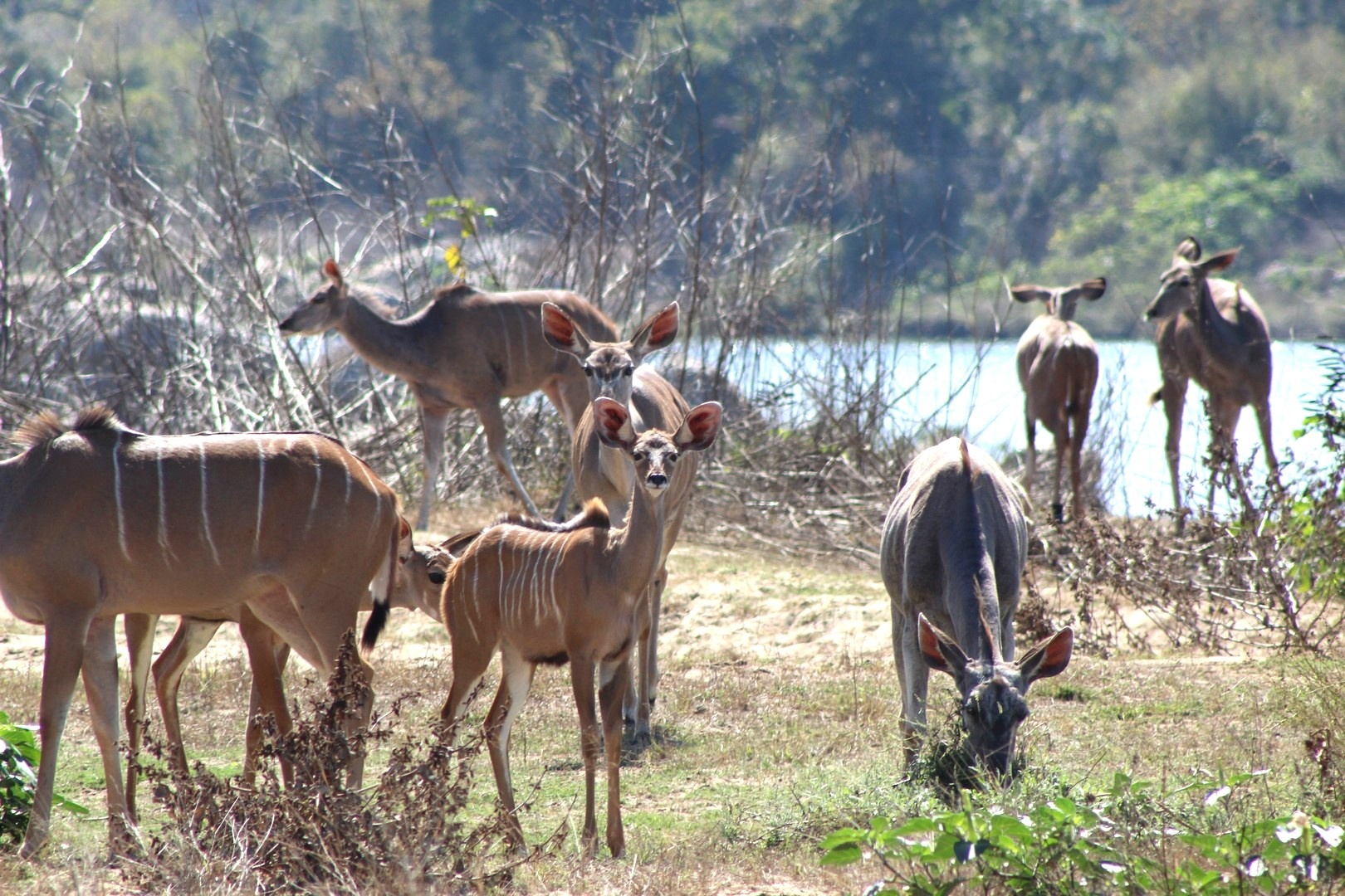 Op safari in Malawi: de mooiste nationale parken en wildreservaten
